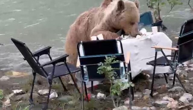 Ayının piknik keyfi kameralara yansıdı