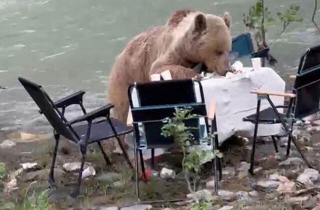 Ayının piknik keyfi kameralara yansıdı