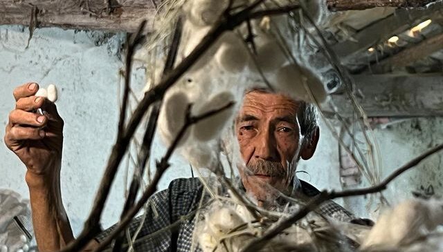 Evinin altında ipek böceği yetiştirerek 40 günde  216  bin TL kazandı