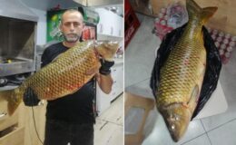 Bilecik’te dev sazan balığı yakalandı