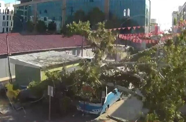 Osmaniye’de çınar ağacı, halk otobüsünün üzerine düştü: Saniyelerle kurtuldu