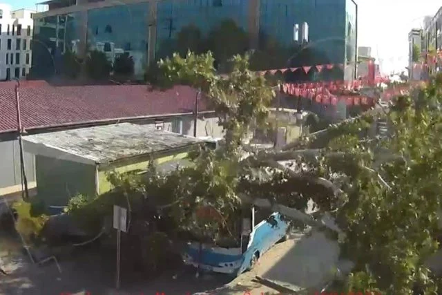 Osmaniye’de çınar ağacı otobüsün üzerine devrildi: Saniyelerle kurtuluş kamerada