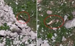 Tunceli’de nefes kesen görüntü! Kurtlar, yaban keçisini böyle avladı