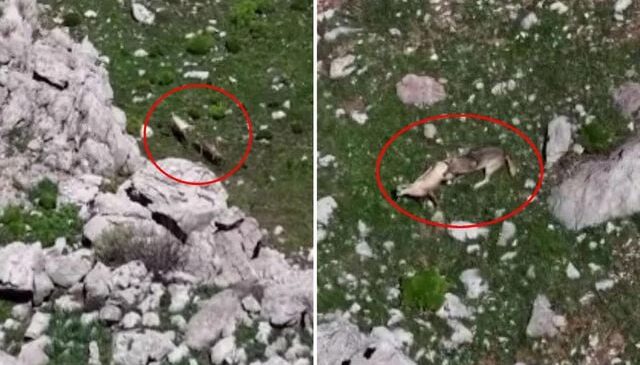 Tunceli’de nefes kesen görüntü! Kurtlar, yaban keçisini böyle avladı