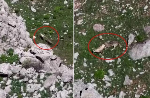 Tunceli’de nefes kesen görüntü! Kurtlar, yaban keçisini böyle avladı