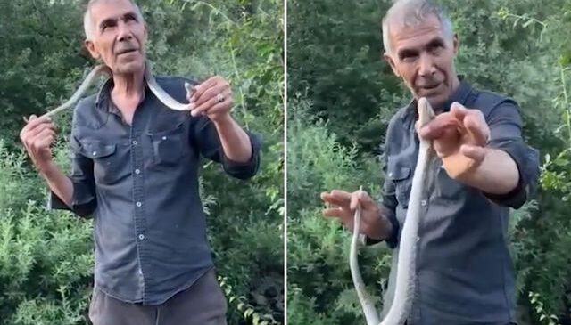 Resmen ölümle dans etti! Zehirli engerek yılanını boynuna doladı