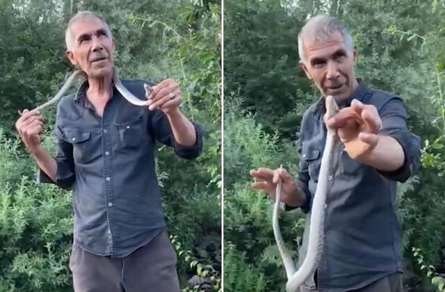 Resmen ölümle dans etti! Zehirli engerek yılanını boynuna doladı