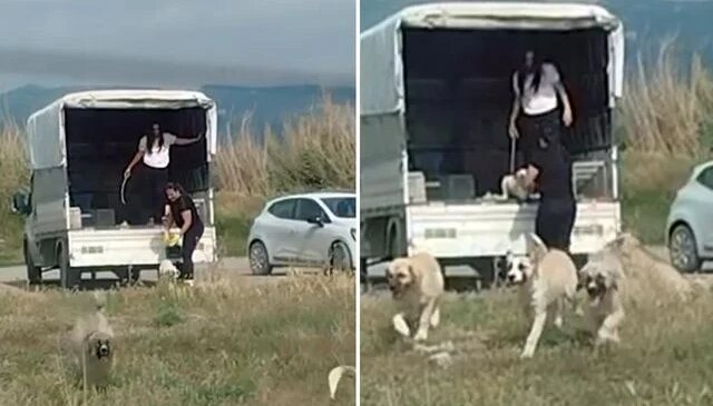 Kuşların doğal alanına kamyonetle çok sayıda köpek bıraktılar
