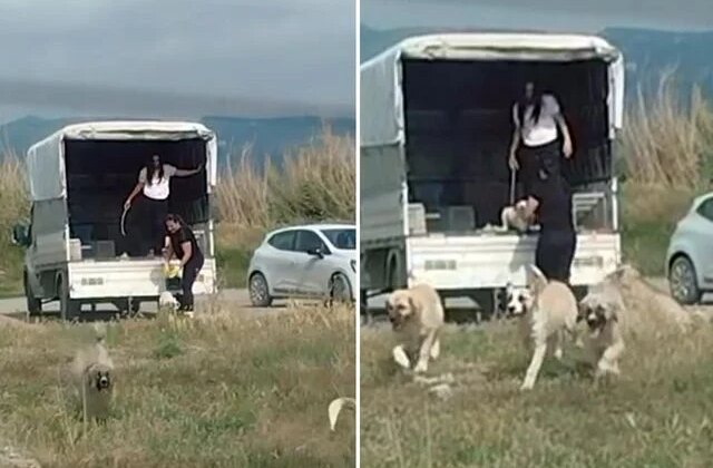 Kuşların doğal alanına kamyonetle çok sayıda köpek bıraktılar