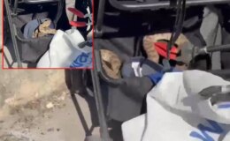 Bebek arabasına ağaçtan yılan düştü