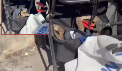 Bebek arabasına ağaçtan yılan düştü