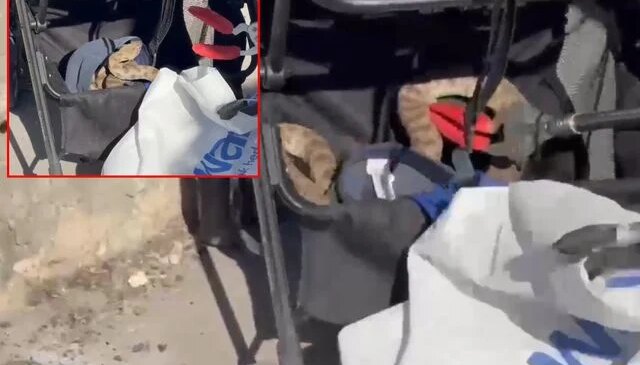 Bebek arabasına ağaçtan yılan düştü