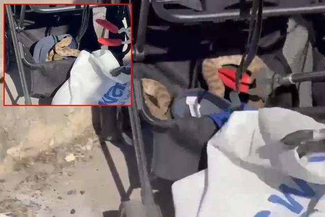 Şanlıurfa'da bebek arabasına ağaçtan yılan düştü