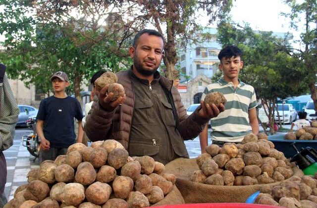 Görüntüsü patates gibi olsa da lezzeti çok başka: Kilosu 2 bin TL’den kapış kapış gidiyor