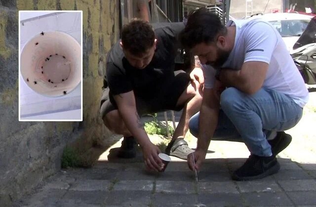 Koca bir mahalleyi keneler istila etti, vatandaşlar cımbızlarla toplamaya başladı