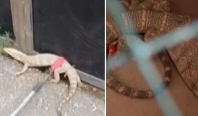 Şırnak’ta ikinci kez ’çöl varanı’ görüldü