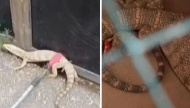 Şırnak’ta ikinci kez ’çöl varanı’ görüldü
