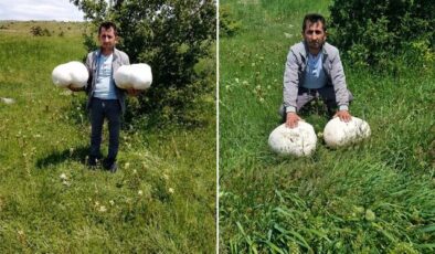 Sivas’ta dev keşif: Muhtarın bulduğu 20 kiloluk mantar şaşırttı