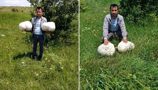 Sivas’ta dev keşif: Muhtarın bulduğu 20 kiloluk mantar şaşırttı