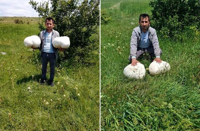 Sivas’ta dev keşif: Muhtarın bulduğu 20 kiloluk mantar şaşırttı