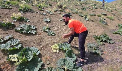 Yayla muzunu vatandaş kendi topluyor