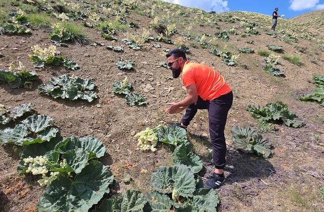Yayla muzunu vatandaş kendi topluyor