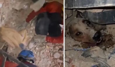 Venezuela’daki felaketin ortasında umudun sembolü oldu: Enkaz altındaki köpek böyle kurtarıldı