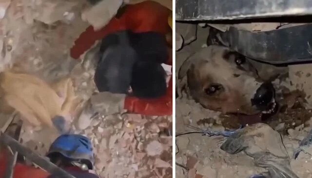 Venezuela’daki felaketin ortasında umudun sembolü oldu: Enkaz altındaki köpek böyle kurtarıldı