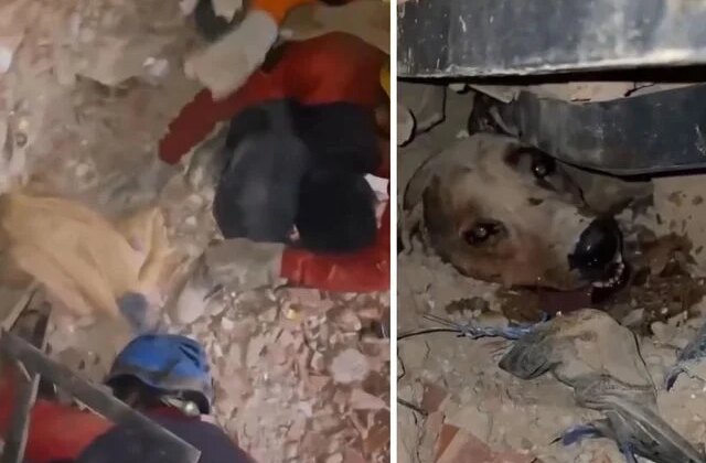 Venezuela’daki felaketin ortasında umudun sembolü oldu: Enkaz altındaki köpek böyle kurtarıldı