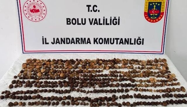 Doğada bulup topladılar! Yakalanınca 2 milyon TL ceza yediler