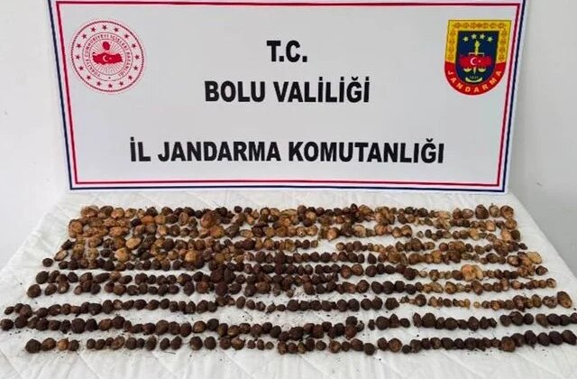 Doğada bulup topladılar! Yakalanınca 2 milyon TL ceza yediler