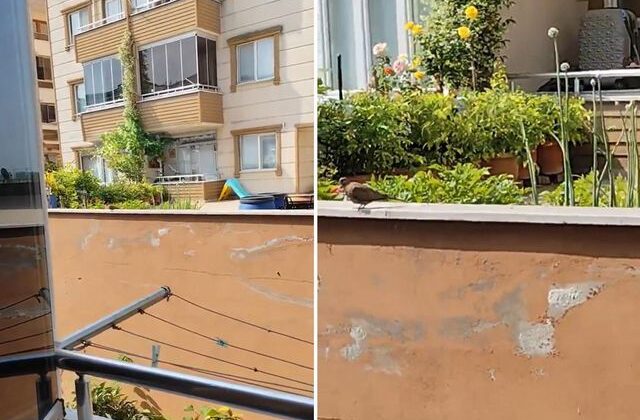 “Yok artık” diyeceksiniz! İki kez evlenip boşandı, nedenini bakın neye bağladı