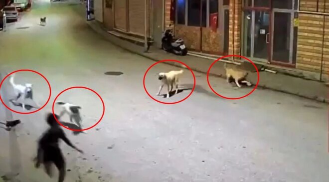 Dehşete düşüren anlar: Sokak köpekleri 10 yaşındaki çocuğu parçalıyordu