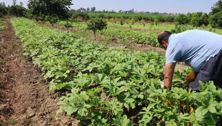 Kozan’da bamya hasadı başladı, tarlada kilosu 150 TL