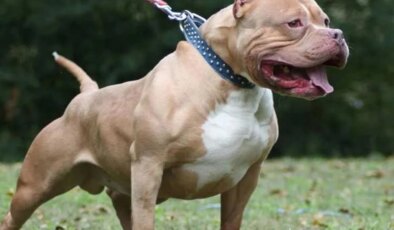Almanya’da pitbull saldırısında 4 yaşındaki çocuk hayatını kaybetti