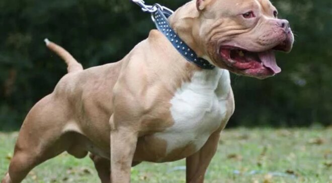 Almanya’da pitbull saldırısında 4 yaşındaki çocuk hayatını kaybetti
