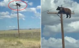 Akılalmaz görüntü! Yaklaşınca gerçeği fark etti ama çaresiz bekleyiş acı sonla bitti