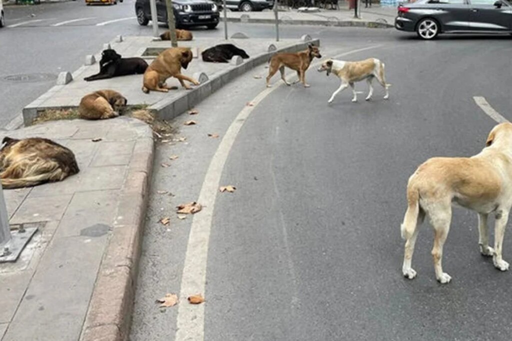 Ankara Valisi: 52 bin sahipsiz köpek toplandı