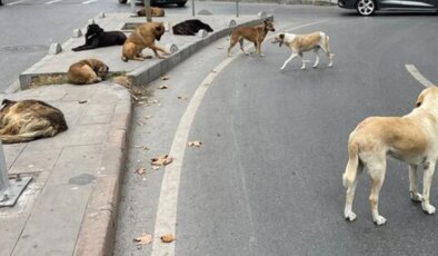 Ankara Valisi Canbolat 52 bin sahipsiz köpeğin toplandığını açıkladı