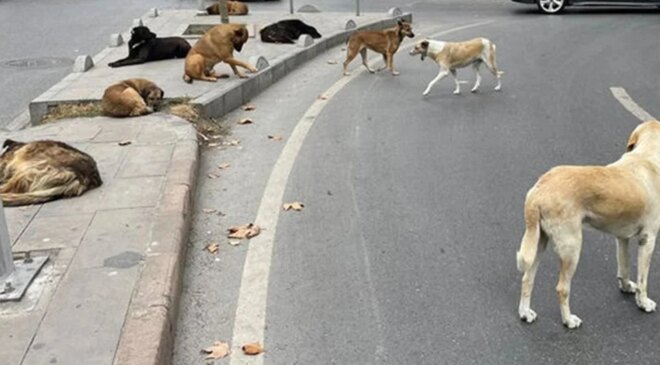 Ankara Valisi Canbolat 52 bin sahipsiz köpeğin toplandığını açıkladı