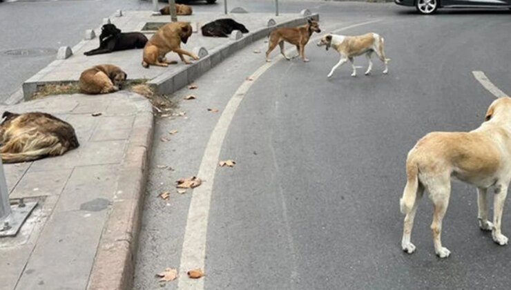 Ankara Valisi Canbolat 52 bin sahipsiz köpeğin toplandığını açıkladı