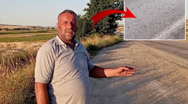 Tokat’ta binlerce kurbağa kara yolunu istila etti