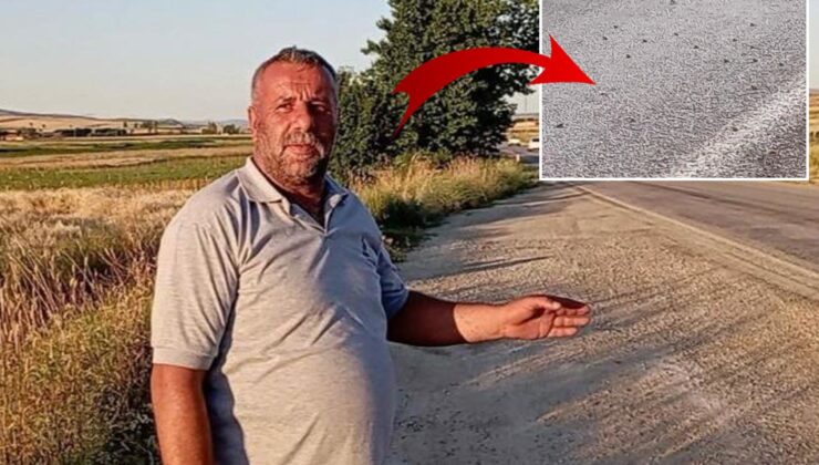Tokat’ta binlerce kurbağa kara yolunu istila etti