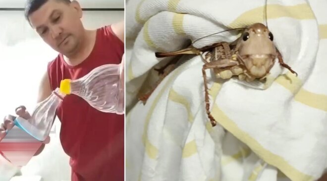 Balkanlar’dan yayılan dev çekirgeler Bursa’da da görüldü