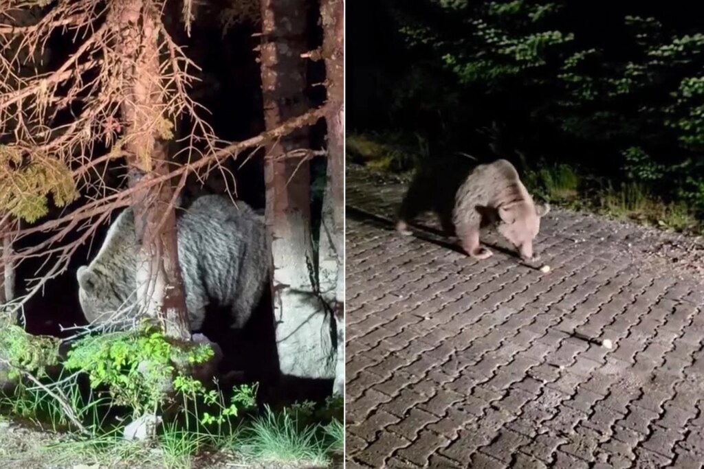 Uludağ'da ayı görüntülendi
