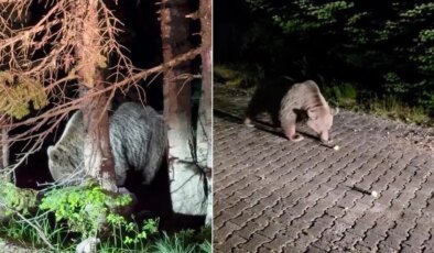 Uludağ’da ayının cüssesi hayrete düşürdü
