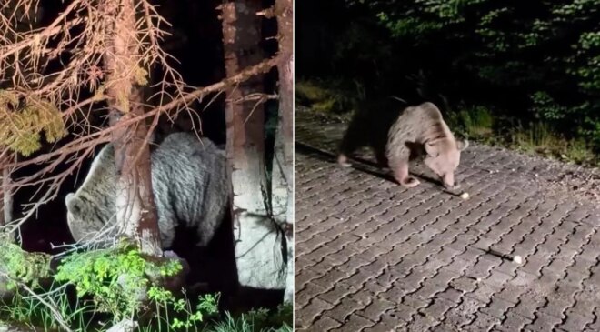Uludağ’da ayının cüssesi hayrete düşürdü