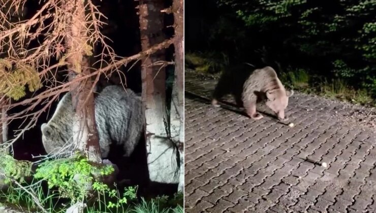 Uludağ’da ayının cüssesi hayrete düşürdü