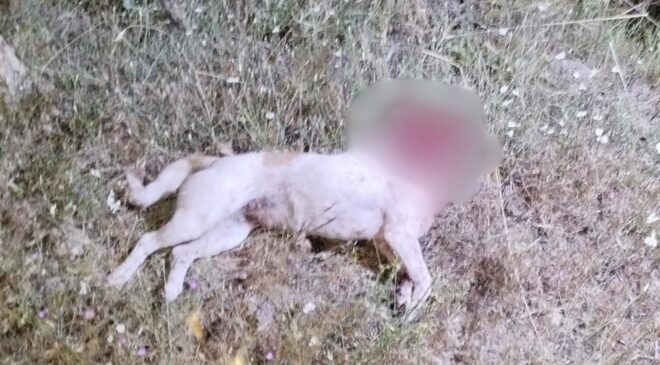 Aksaray’da çoban köpeğini satırla katleden cani kıskıvrak yakalandı