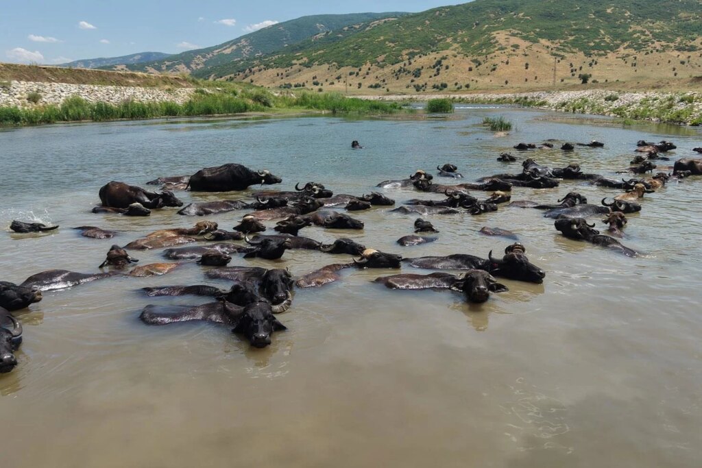 Muş'ta Afrika'yı andıran manda manzaraları